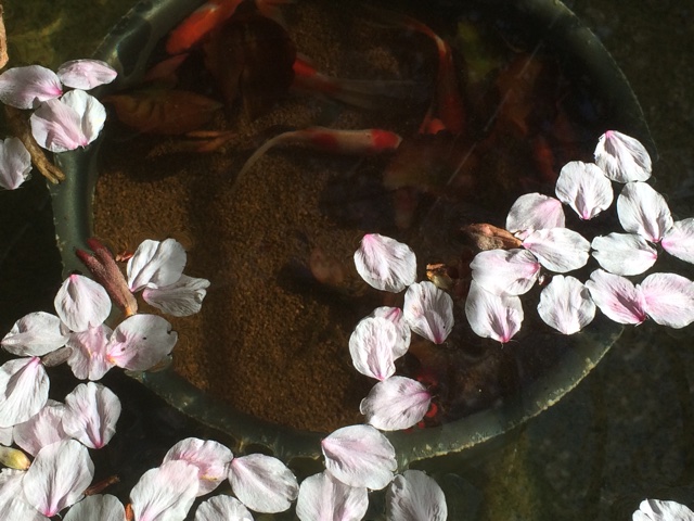 桜と金魚